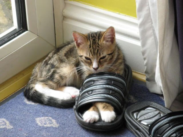 女子乒乓球队战术风格多样化发展，女子乒乓团体队员