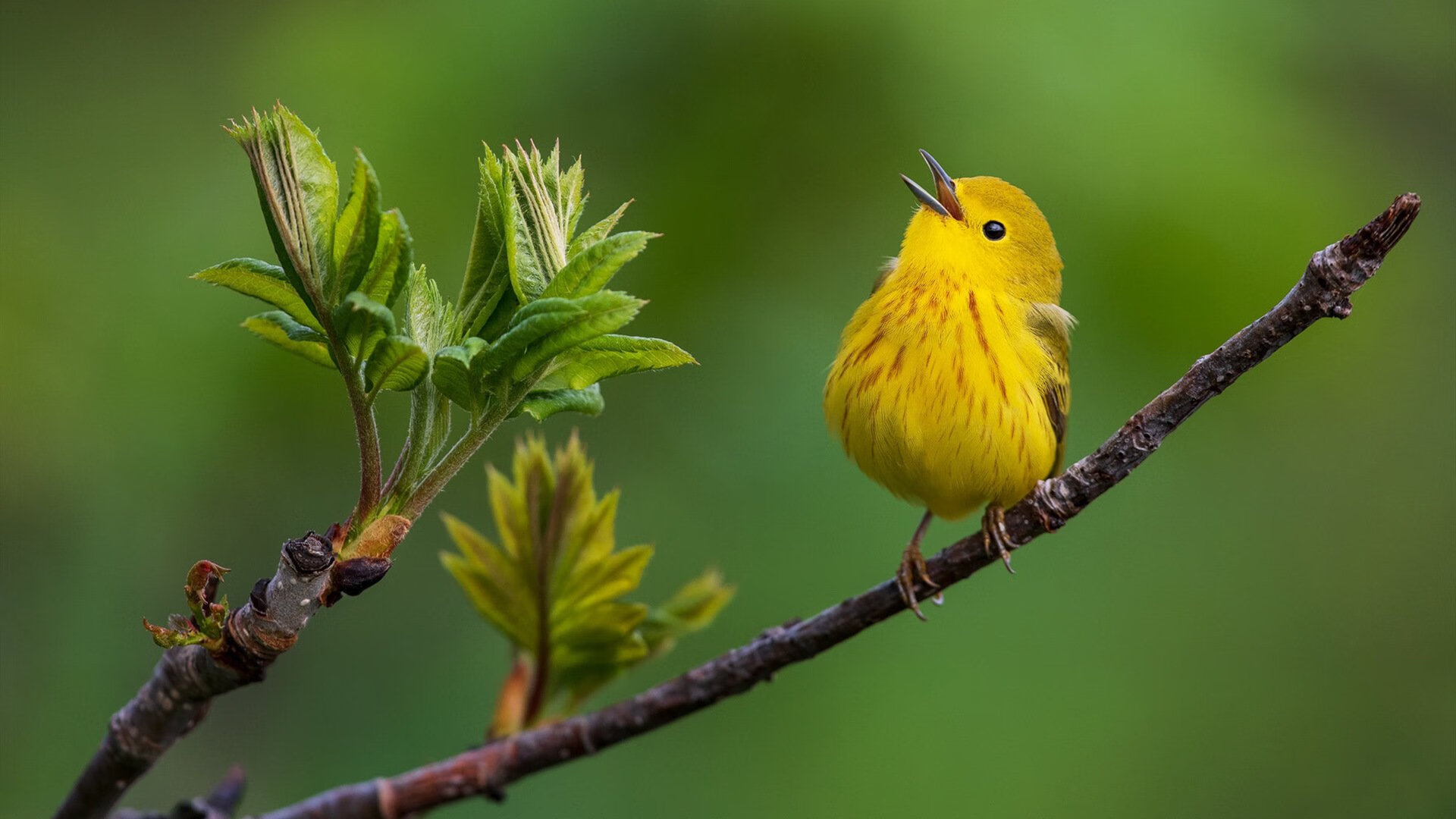 九游电脑版-意甲快攻突击：瞬间突破，魅力无限！，意甲最快进球是多少时间