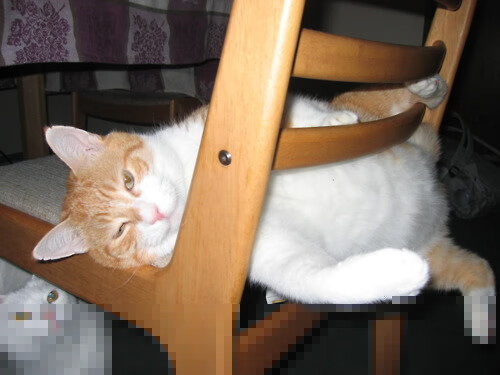 曹缘刷新个人跳水最佳成绩,曹缘跳水个人资料及简介