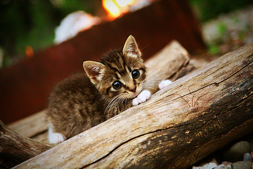 九游娱乐官网 (JIUYOU)-篮球俱乐部战略调整解析，篮球俱乐部行业分析