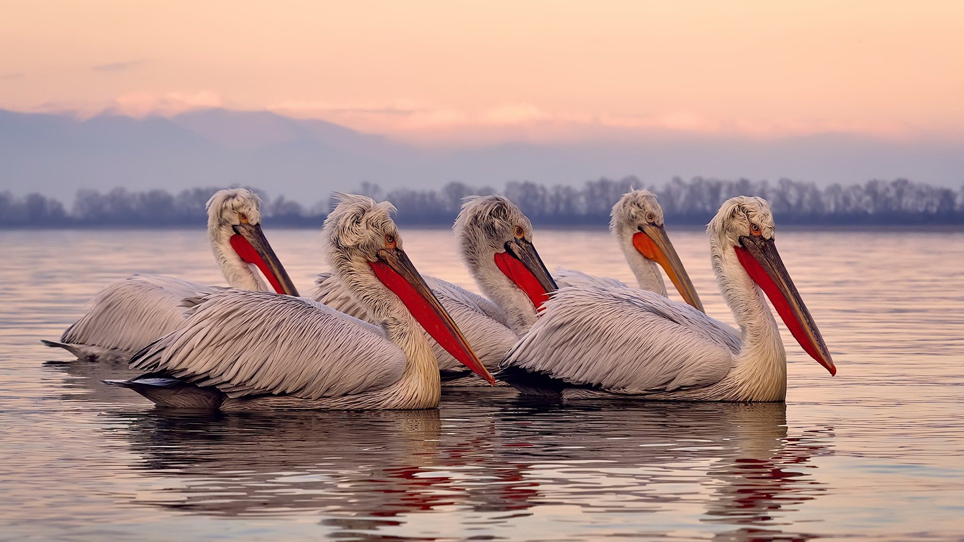 西甲天王闪耀：进球瞬间的艺术表现，西甲精彩进球