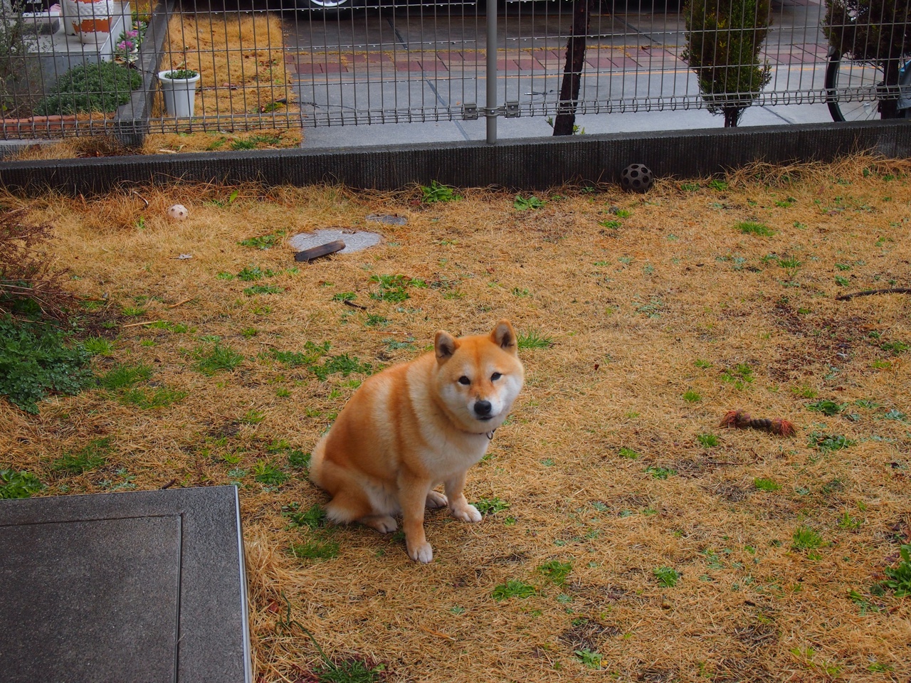 九游娱乐-雄鹿主力伤愈复出战力回温，雄鹿扳回一局